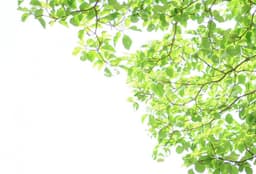 kome-kami、バナナペーパー、ZERO CO2 PAPERのエコ比較